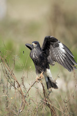 Obraz premium Snail kite, Rostrhamus sociabilis