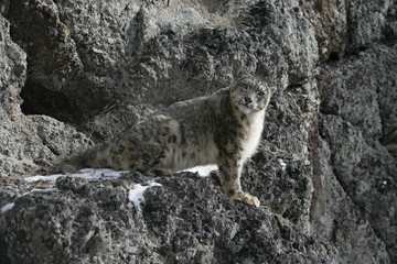 Snow leopard, Uncia uncia