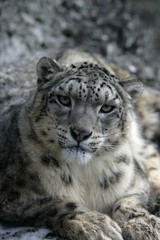 Obraz premium Snow leopard, Uncia uncia