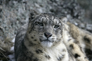 Obraz premium Snow leopard, Uncia uncia