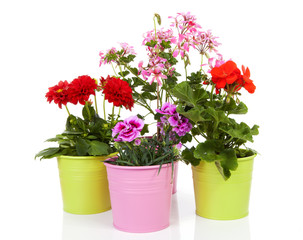 Different flowers in colorful pot