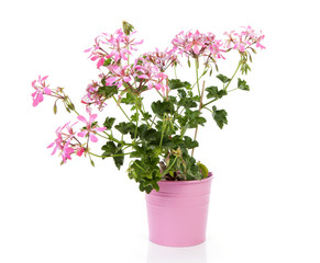 Naklejka na ściany i meble Pink Geranium flower in pot