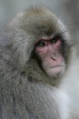 Snow monkey or Japanese macaque