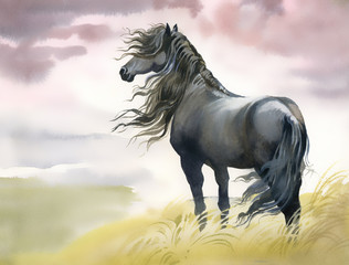 Black horse in a field - 57953424
