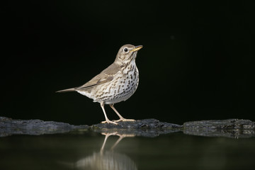 Song thrush, Turdus philomelos