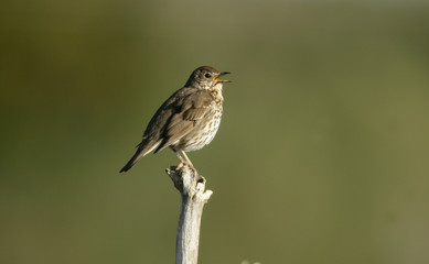 Song thrush, Turdus philomelos