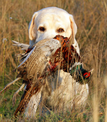 portrait of yellow labrador with pheasant