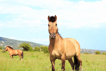 Obraz premium Brown horse