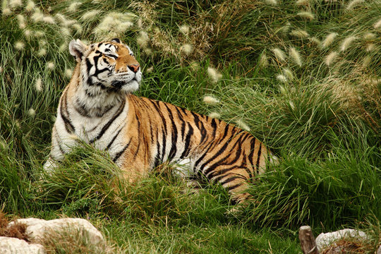 tiger resting