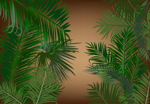 palm foliage on dark beackground