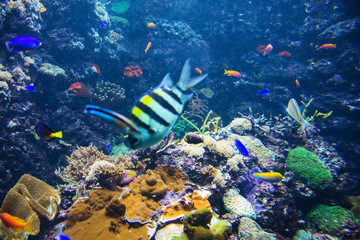 Tropical fish under the water