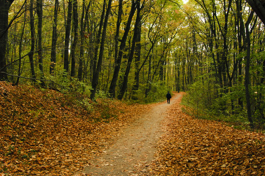 Road in wood