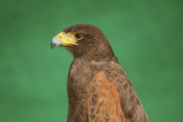 Rapace