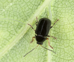 Leaf beetle, Cryptocephalus labiatus