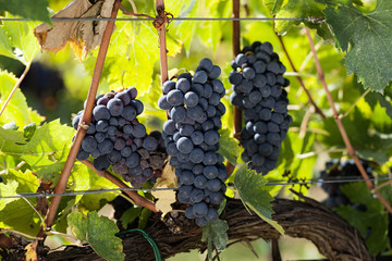 Cluster of grapes, vines and cultivated vine
