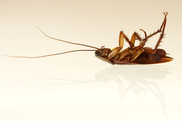 Cockroach profile