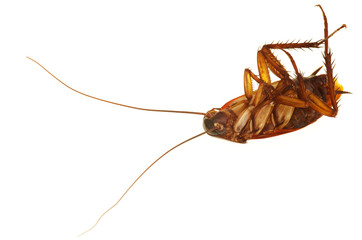 Cockroach