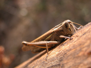 cavalletta 2