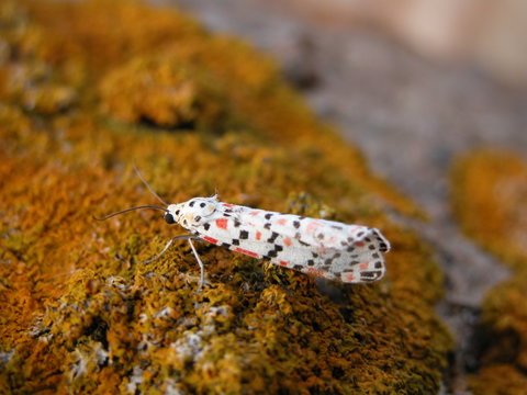 farfallina in maschera