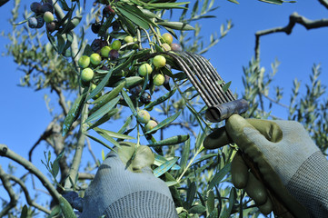 harvesting arbequina olives in an olive grove in Catalonia, Spai