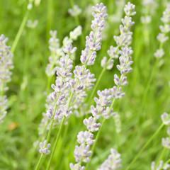 Lavender flowers