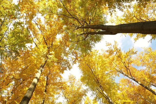 Autumn beech trees on a sunny morning