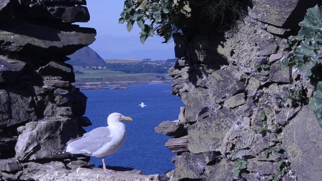 seagull