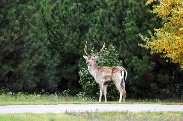 Олень пятнистый - лань