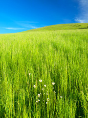 Field and cloudy sky. Beautiful summer landscape