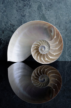 nautilus
