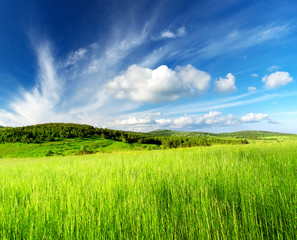 Field and cloudy sky. Beautiful summer landscape