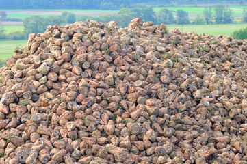 Zuckerrübenberge