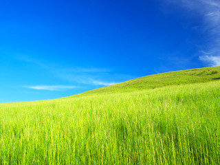 Fototapeta premium Field and cloudy sky. Beautiful summer landscape