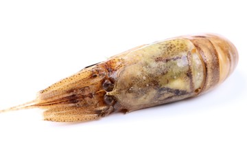 Nordseekrabbe isoliert auf weißem Hintergrund