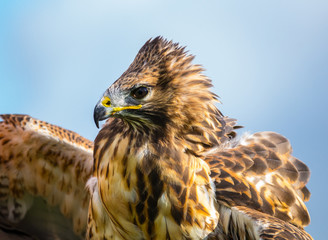 Bussard - Wer ist hier der Boss