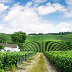 Fototapeta na wymiar Vineyard landscape, Montagne de Reims, France