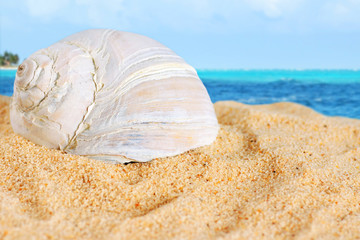 Large shell on beach sand of the Caribbean