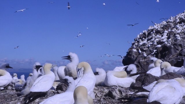 Morus bassanus gannet