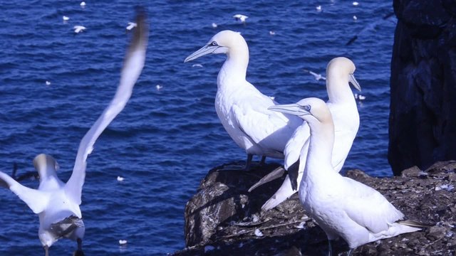 gannet Morus bassanus