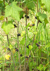 Ripe black currant berries grows on a bush in summer