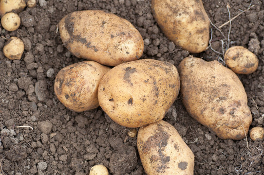 freshly harvested potatoes on the ground