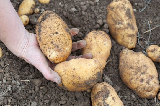farmers hand holding some freshly harvested potatoes