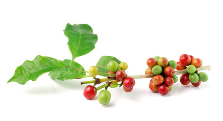 coffee beans isolated on white background