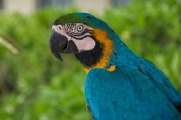 Blue-and-Gold Macaw