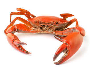 sea crab isolated on white background - obrazy, fototapety, plakaty