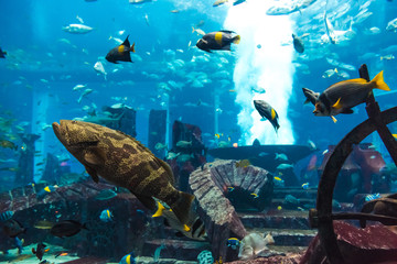 Fototapeta premium Aquarium tropical fish on a coral reef