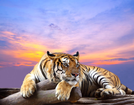 Tiger looking something on the rock with beautiful sky at sunset