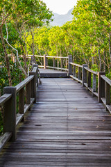 Obraz premium boardwalk in mangrove forest