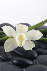 White orchid with bamboo grove on stones