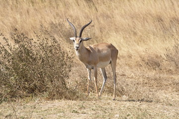 Impala